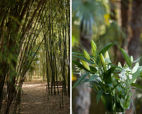 The Bamboo grove